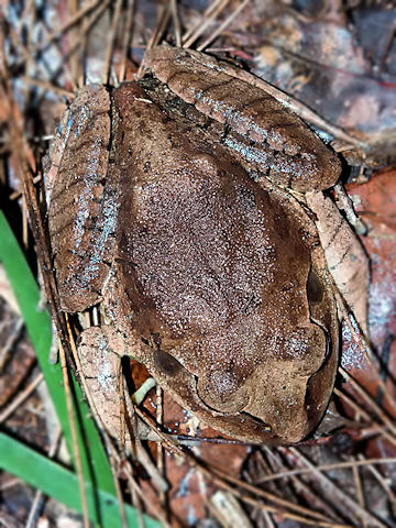 Great Barred Frog (Mixophyes fasciolatus)